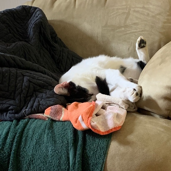 Meet your Posher, Cameron - Picture 12 of 16